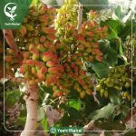 بیماری های درختان پسته