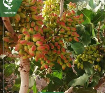 بیماری های درختان پسته