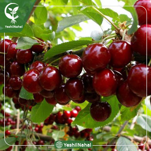 نهال گیلاس رژینا خوشه ای پایه رویشی عمر بالا 