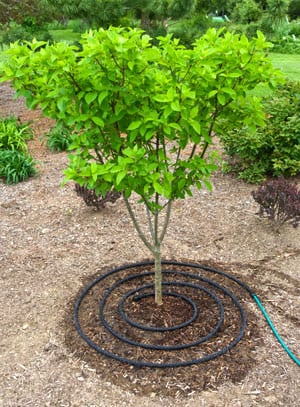 ابیاری قطره ای