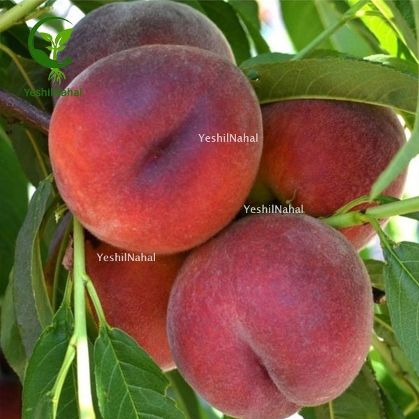 میوه سایز بزرگ