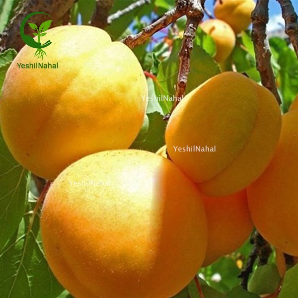 اصول بزرگ کردن سایز میوه