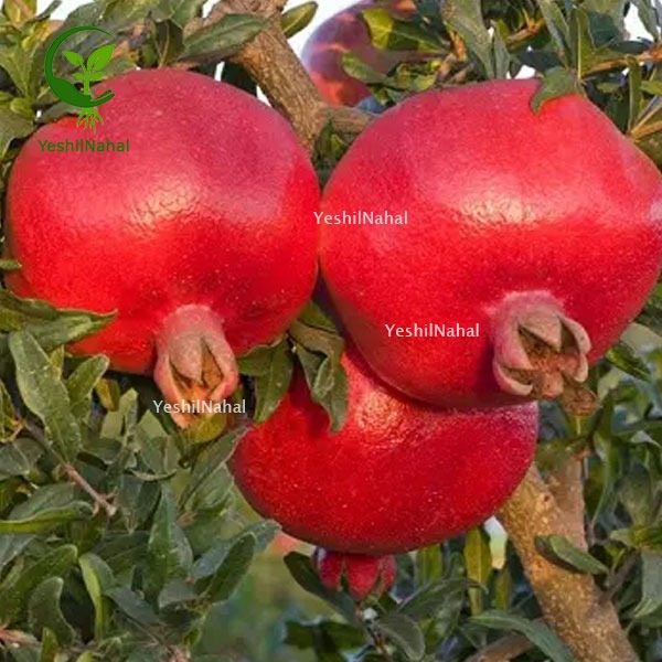 میوه سایز بزرگ