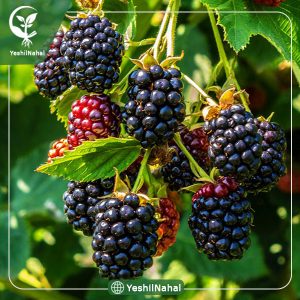 عکس نهال شاه توت
