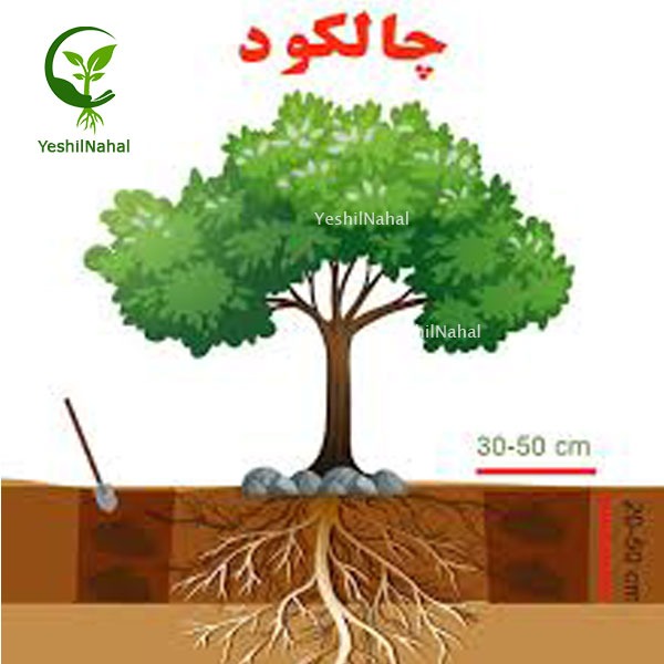 چالکود چالکود
