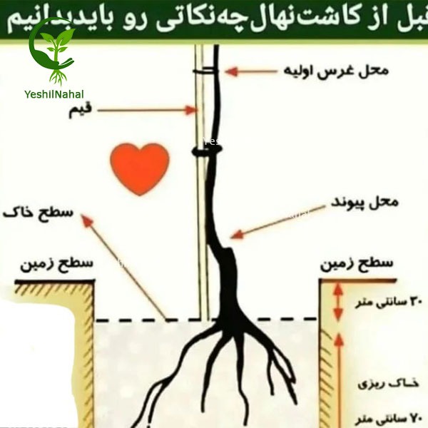 کاشت نهال عکس کاشت نهال عکس