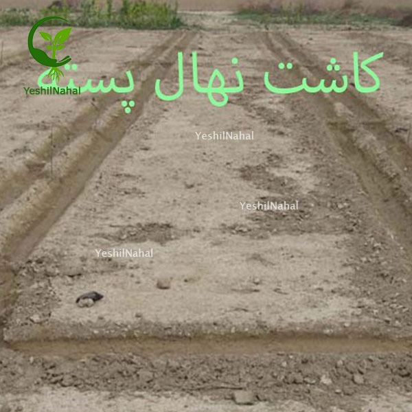 نهال پسته و کاشت نهال