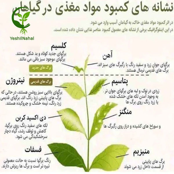 کمبود های نهال های میوه