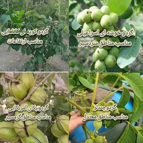 نهال های سردسیری و معتدل و گرمسیری