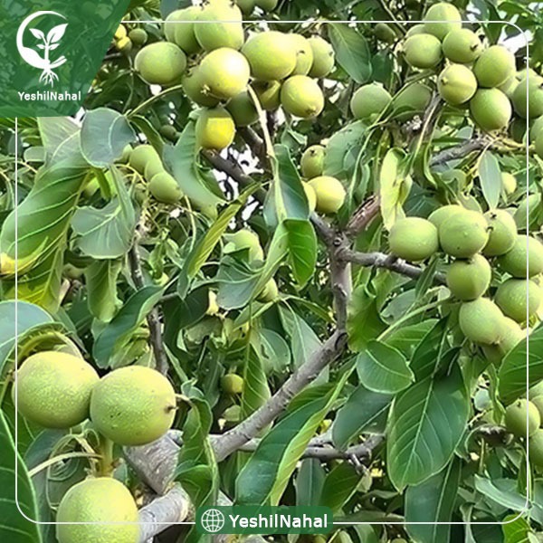 گردو پربار پایه رویشی