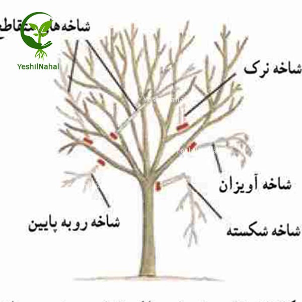 اصول هرس کاری نهال اصول هرس درخت