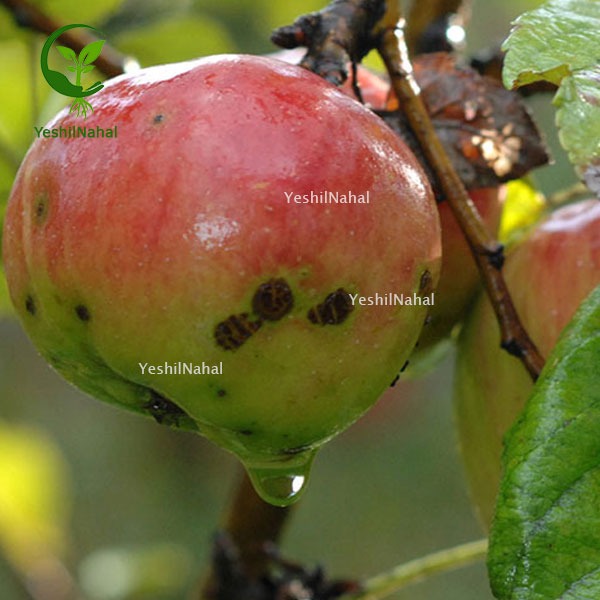 بیماری درختان سیب افات درختان سیب