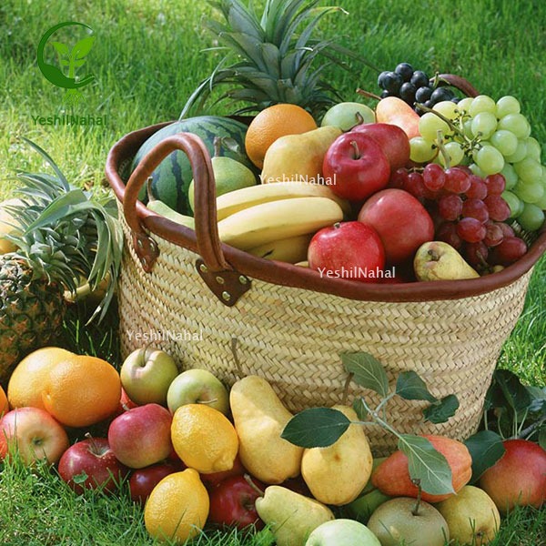 میوه شناسی با یشیل نهال بهترین و پرسود ترین نهال ها برای کاشت