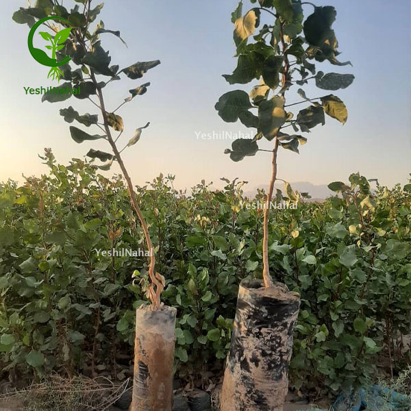 کاشت-نهال-زردآلو کاشت-نهال-زردآلو