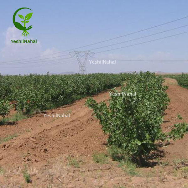 کاشت-نهال-پسته کاشت-نهال-پسته