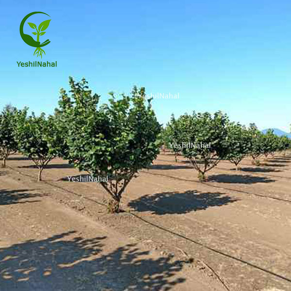 کاشت-نهال-فندق1 کاشت-نهال-فندق1