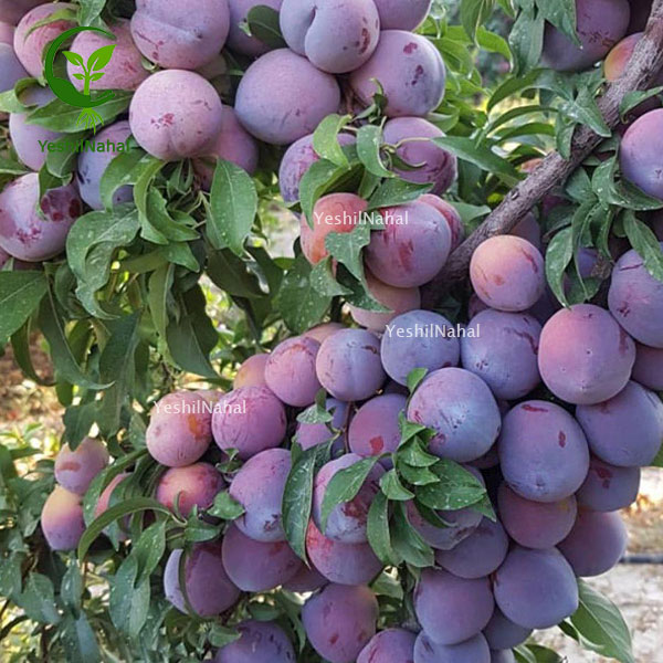 کاشت-درخت-الو1 کاشت-درخت-الو1