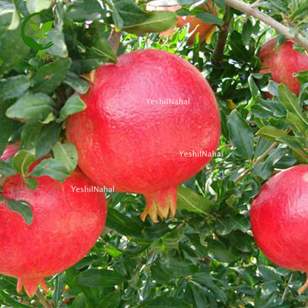 کاشت-نهال-انار1