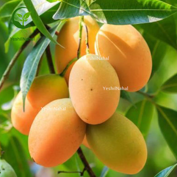 کاشت-نهال-انبه1