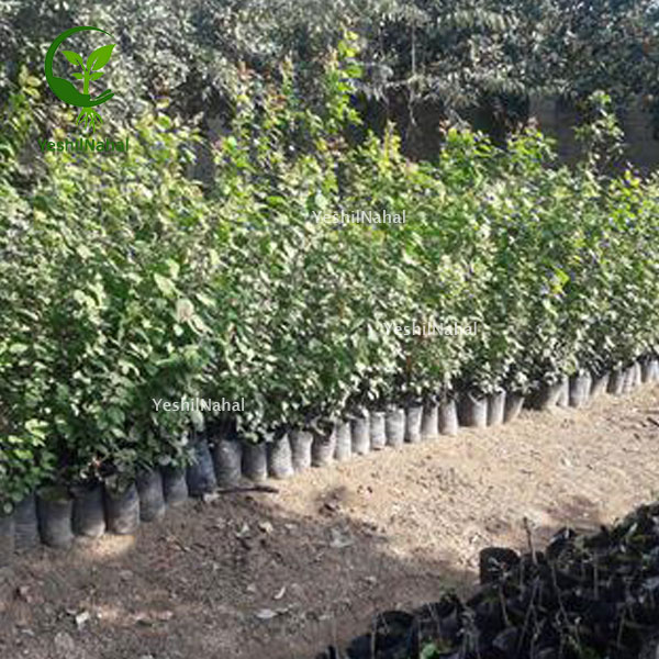 کاشت-نهال-گوجه-سبز کاشت-نهال-گوجه-سبز
