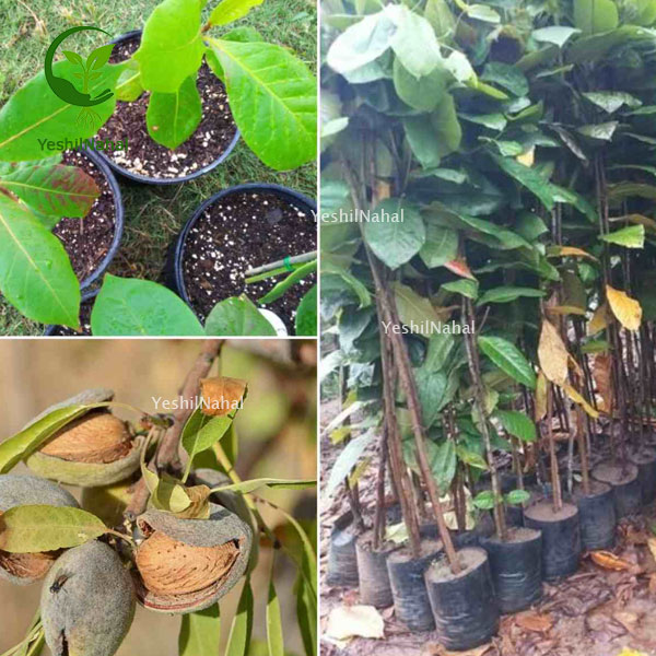 نهال-بادام-سردسیری نهال-بادام-سردسیری