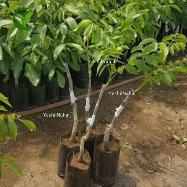 نهال-گردو-سردسیری-فرنور نهال-گردو-سردسیری-فرنور