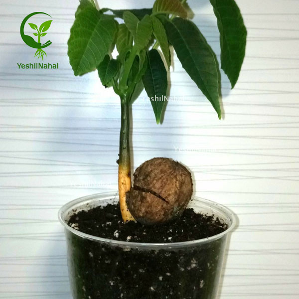 نهال-گردو-سردسیری نهال-گردو-سردسیری