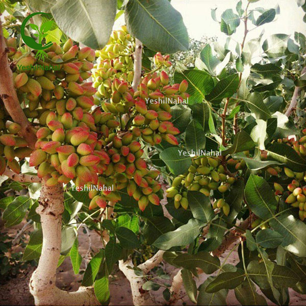 درختان-پسته درختان-پسته